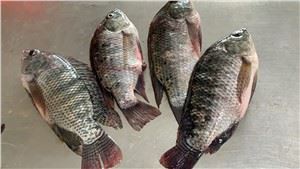 Nile Tilapia