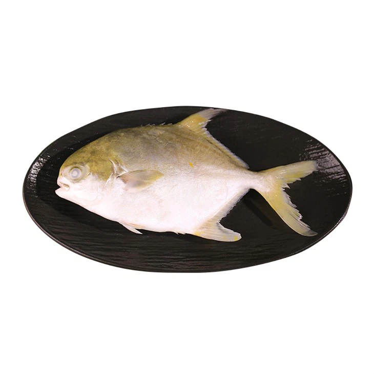 Frozen Golden Pompano direkte leverandør
