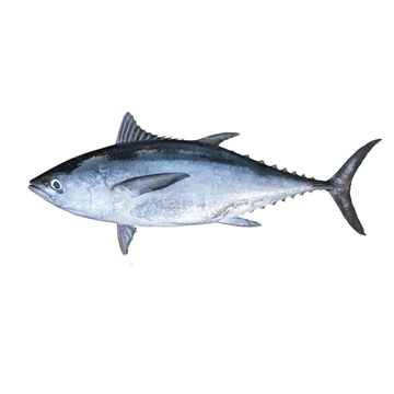 Longtail tun- Thunnus tonggol