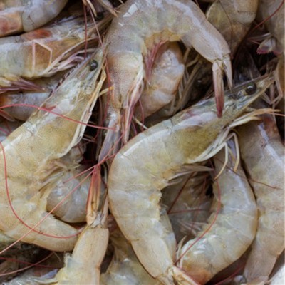 Hvorfor er Litopenaeus Vannamei så populær i Kina?