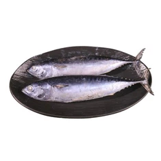 Frossen Auxis Rochei