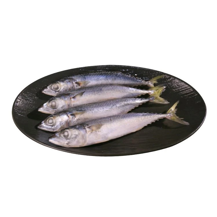 Frosset stillehavsmakrel Seafrossen