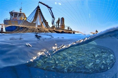 Klimaændringer udløser fiskevandringer